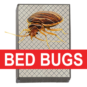 Recycle your bed bug invested box spring